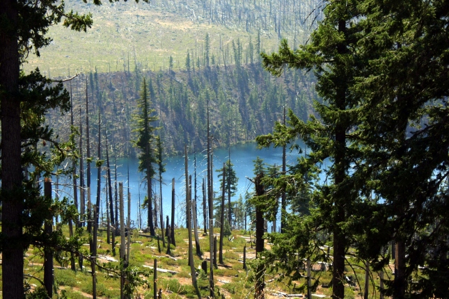 Blue Lake, along the Santiam Pass in the Cascade Mountains, seen through a stand of trees burned in a 2003 fire (c2013, KB)